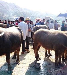 bac ha market