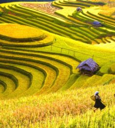 rice terrace sapa
