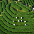 sapa tea plantations