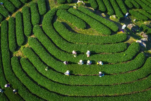sapa tea plantations